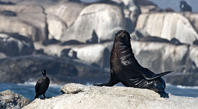 Seals of Duikers