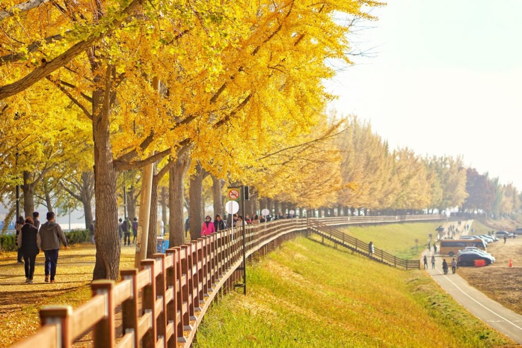 Du lịch Hàn Quốc mùa nào đẹp - Mùa thu lá phong