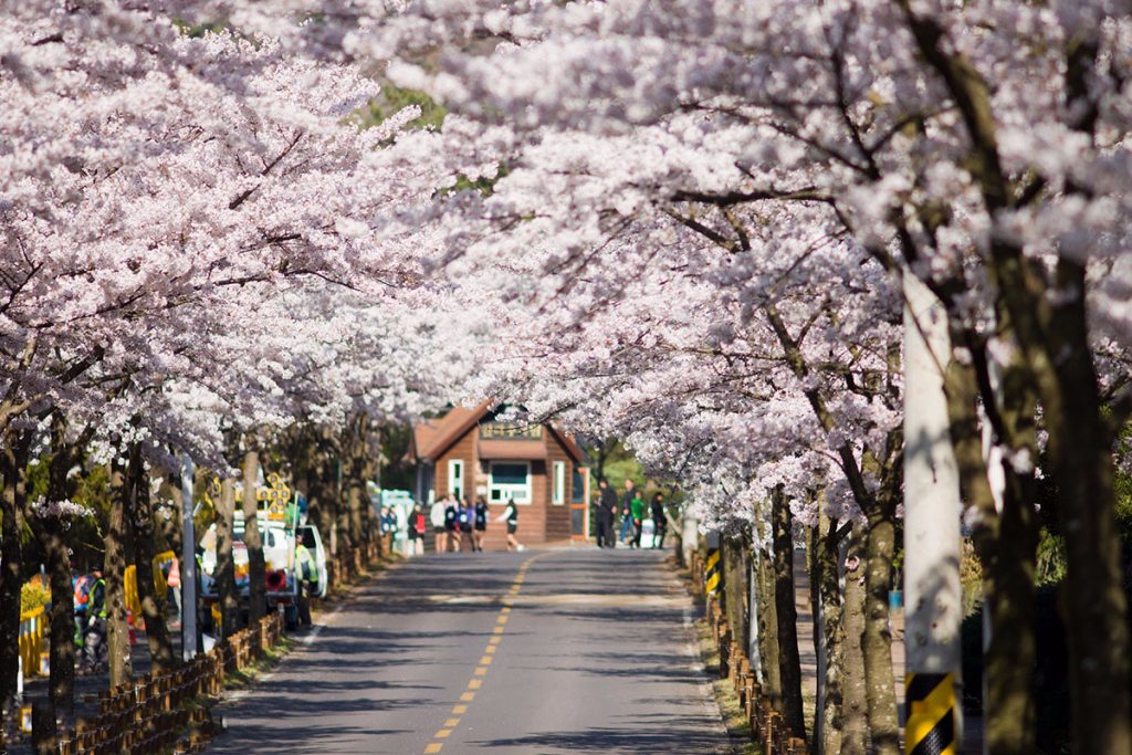 Lễ hội hoa anh đào tại Hàn Quốc
