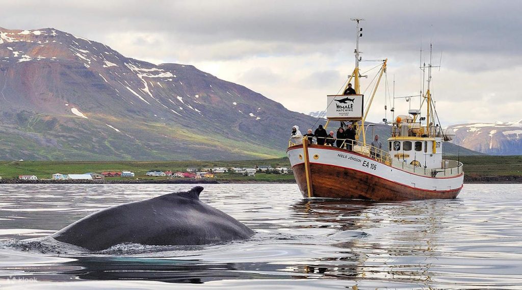 Quan sát cá voi tại Reykjavik
