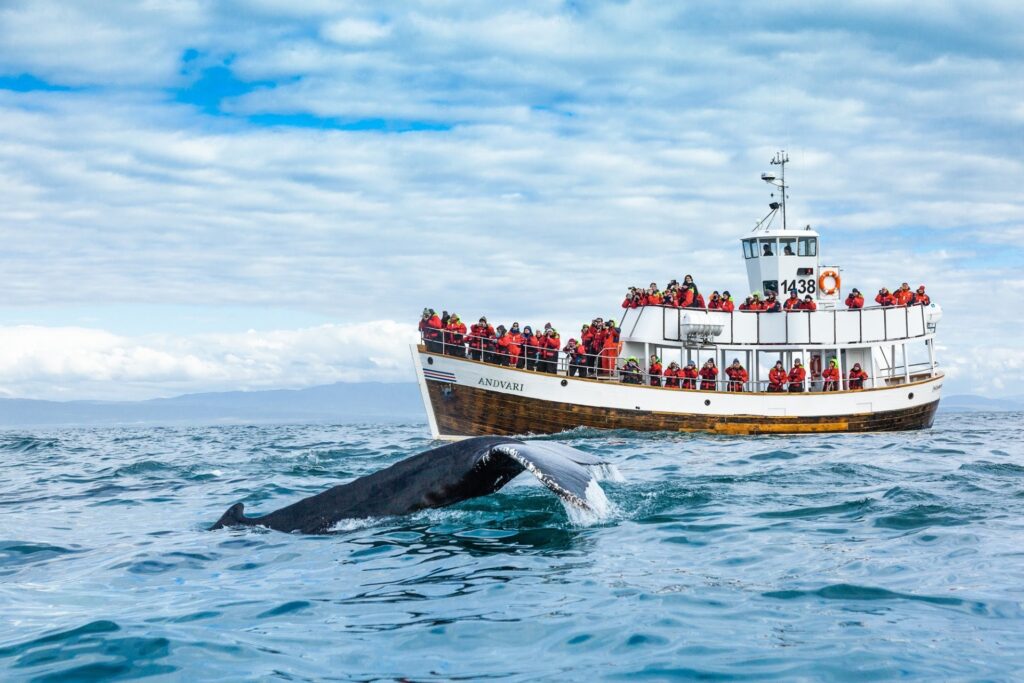 kinh nghiệm ngắm cá voi ở Reykjavik